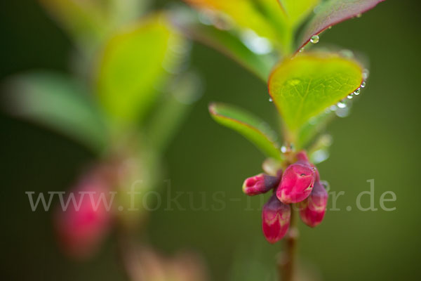 Rauschbeere (Vaccinium uliginosum)