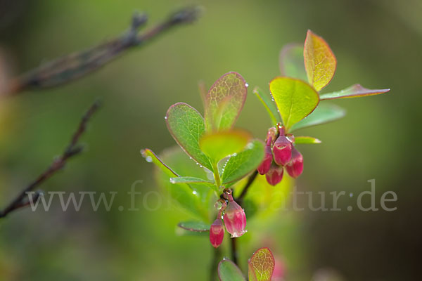 Rauschbeere (Vaccinium uliginosum)