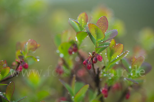 Rauschbeere (Vaccinium uliginosum)