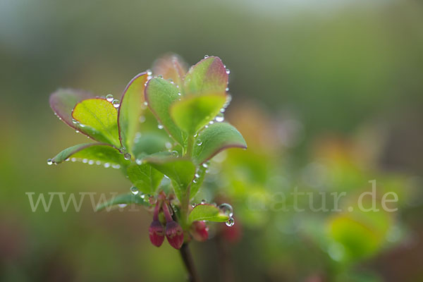 Rauschbeere (Vaccinium uliginosum)