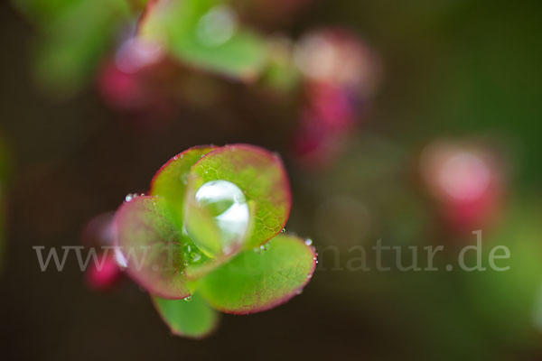 Rauschbeere (Vaccinium uliginosum)