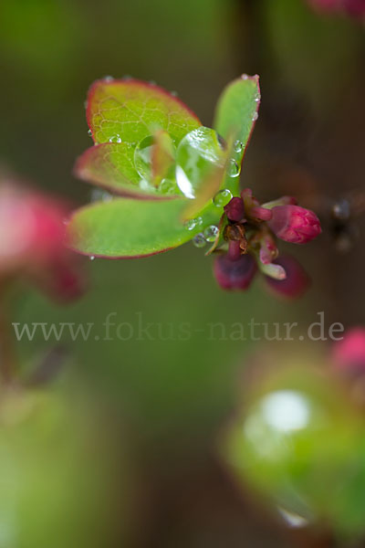 Rauschbeere (Vaccinium uliginosum)