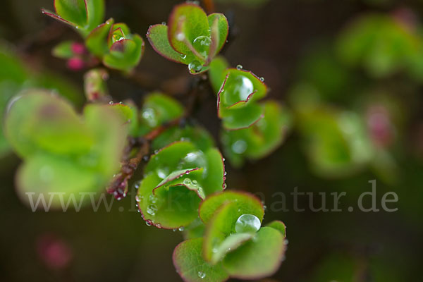 Rauschbeere (Vaccinium uliginosum)