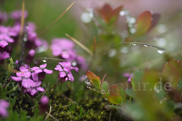 Rauschbeere (Vaccinium uliginosum)