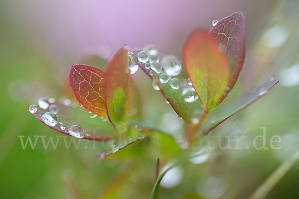 Rauschbeere (Vaccinium uliginosum)