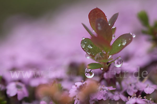 Rauschbeere (Vaccinium uliginosum)