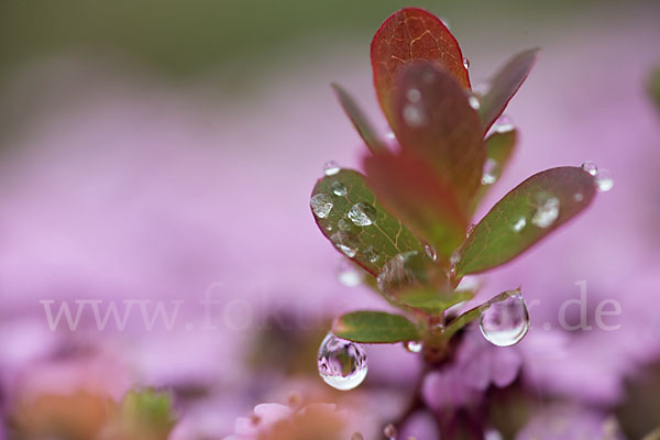 Rauschbeere (Vaccinium uliginosum)