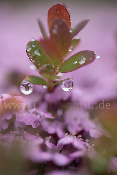 Rauschbeere (Vaccinium uliginosum)