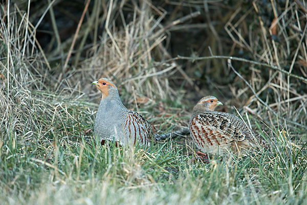 Rebhuhn (Perdix perdix)