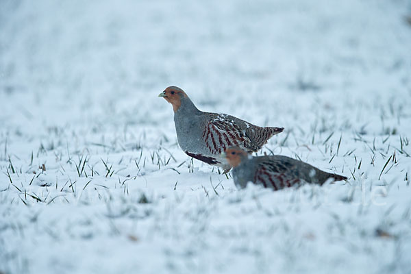 Rebhuhn (Perdix perdix)