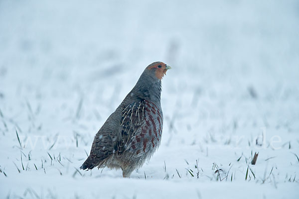 Rebhuhn (Perdix perdix)