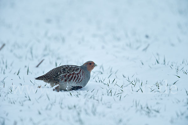 Rebhuhn (Perdix perdix)