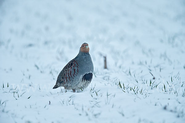 Rebhuhn (Perdix perdix)