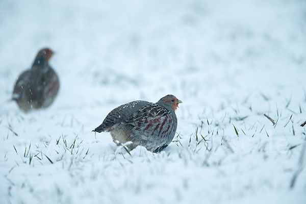 Rebhuhn (Perdix perdix)