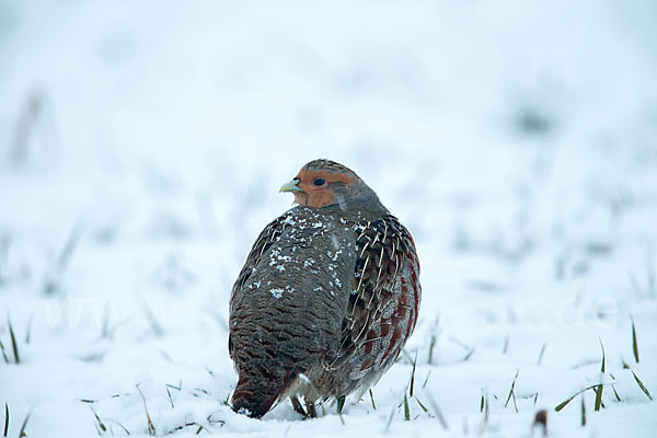 Rebhuhn (Perdix perdix)