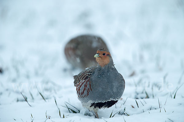 Rebhuhn (Perdix perdix)