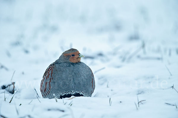 Rebhuhn (Perdix perdix)