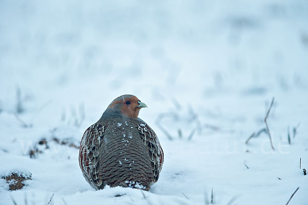 Rebhuhn (Perdix perdix)