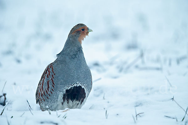 Rebhuhn (Perdix perdix)