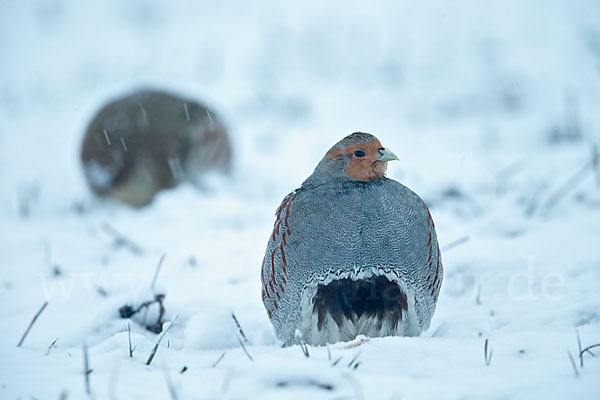 Rebhuhn (Perdix perdix)