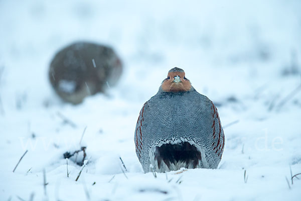 Rebhuhn (Perdix perdix)