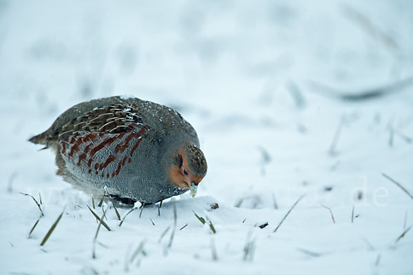 Rebhuhn (Perdix perdix)