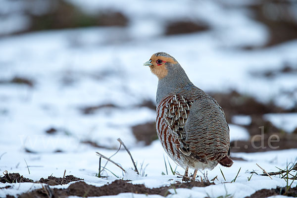 Rebhuhn (Perdix perdix)