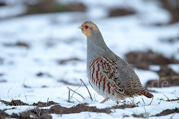 Rebhuhn (Perdix perdix)