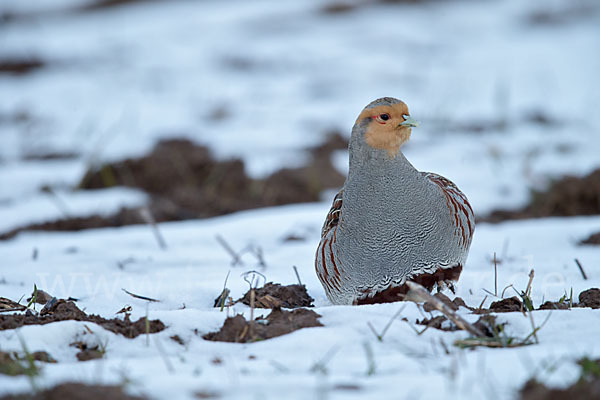 Rebhuhn (Perdix perdix)