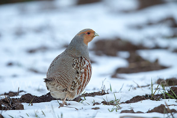 Rebhuhn (Perdix perdix)