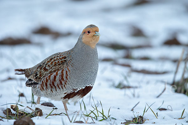 Rebhuhn (Perdix perdix)