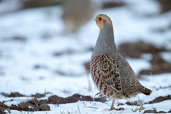 Rebhuhn (Perdix perdix)