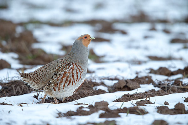 Rebhuhn (Perdix perdix)