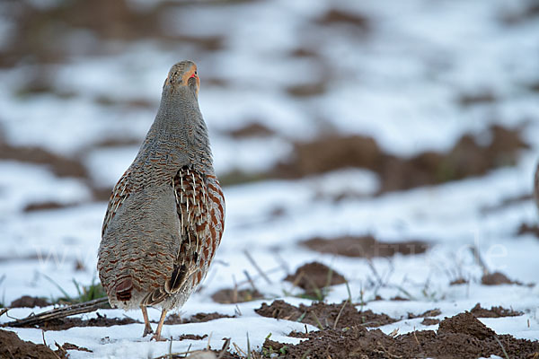 Rebhuhn (Perdix perdix)