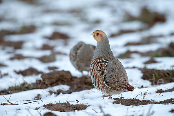 Rebhuhn (Perdix perdix)