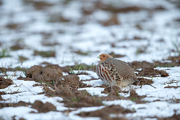 Rebhuhn (Perdix perdix)