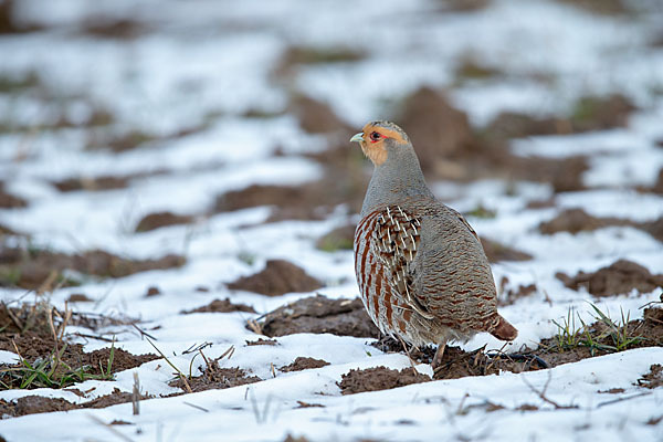 Rebhuhn (Perdix perdix)