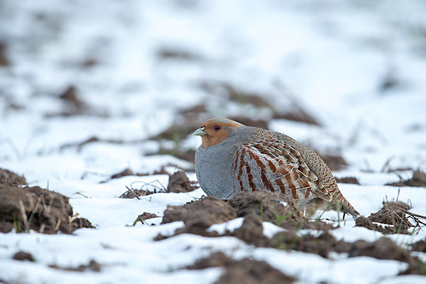 Rebhuhn (Perdix perdix)