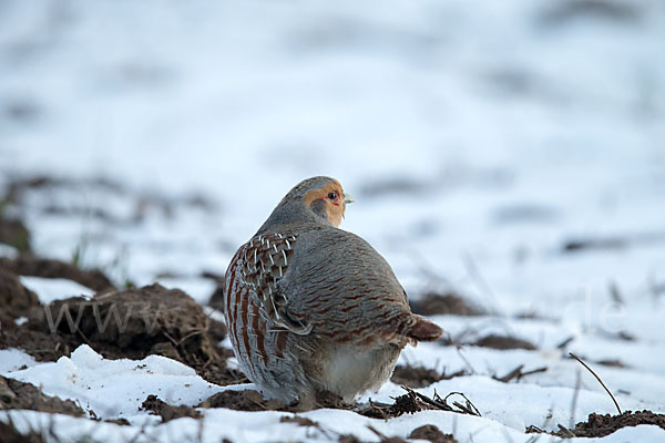 Rebhuhn (Perdix perdix)