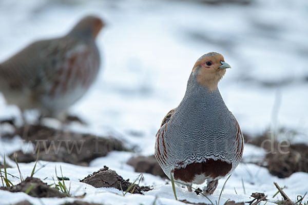 Rebhuhn (Perdix perdix)