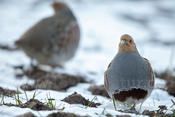 Rebhuhn (Perdix perdix)