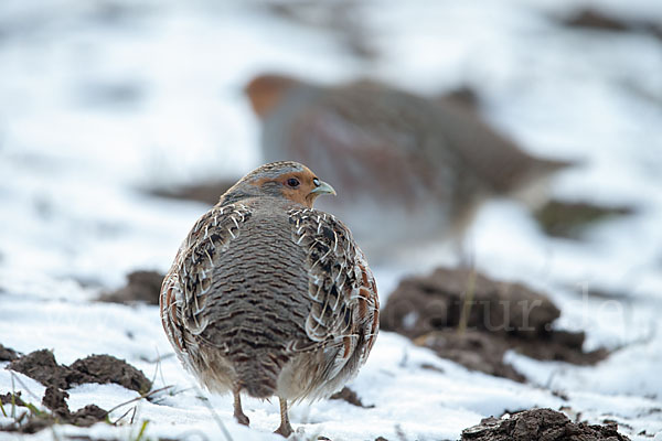 Rebhuhn (Perdix perdix)