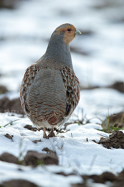 Rebhuhn (Perdix perdix)