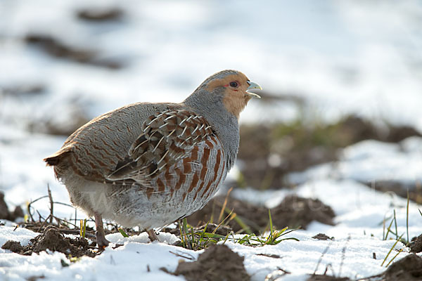 Rebhuhn (Perdix perdix)