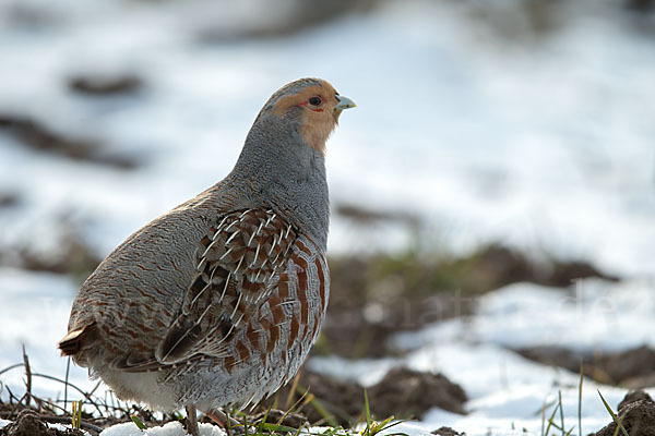 Rebhuhn (Perdix perdix)