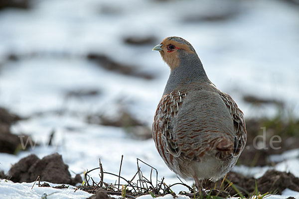 Rebhuhn (Perdix perdix)