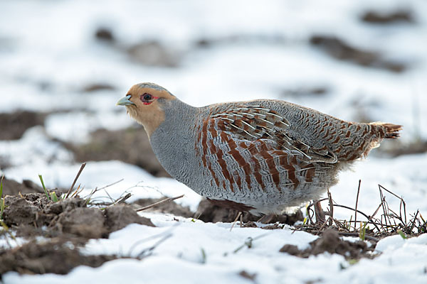 Rebhuhn (Perdix perdix)