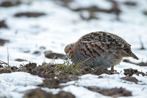 Rebhuhn (Perdix perdix)