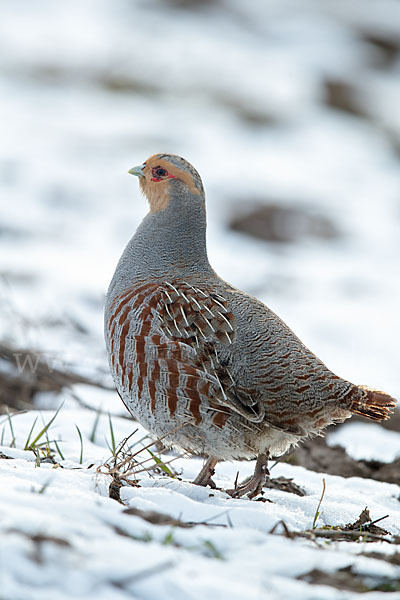 Rebhuhn (Perdix perdix)