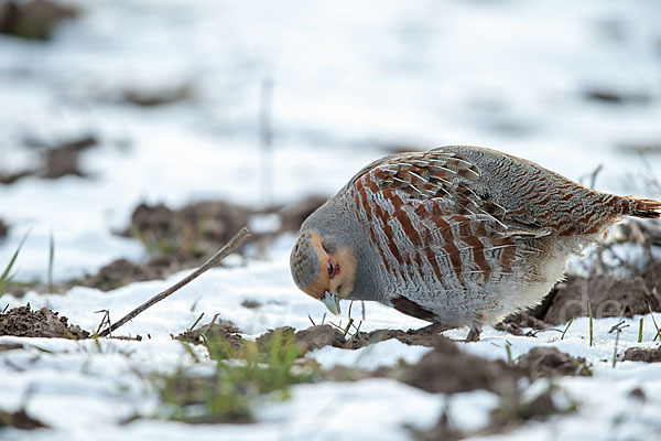 Rebhuhn (Perdix perdix)